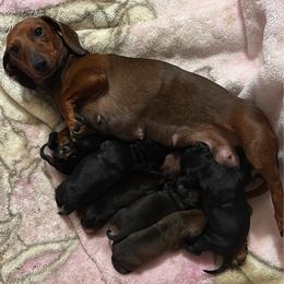 Boy 2 - Black male Dachshund puppy in Yuba City, California from The Navarro Furbabies