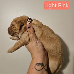 Girl 6 - Golden female Golden Retriever puppy in Hamilton, Mississippi from Keller's Retrievers