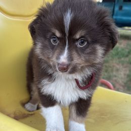 Miniature Australian Shepherd Puppies from Mini Aussies In Texas