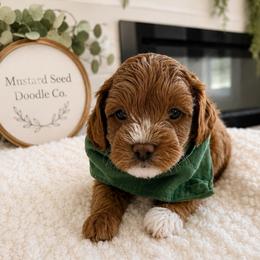 Gideon - Red male Cavapoo puppy in Ephrata, Washington from Mustard Seed Doodle Co.