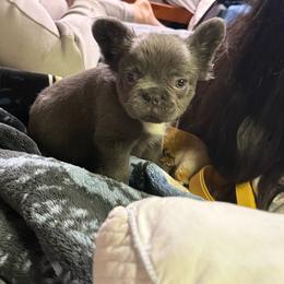 Boy 1 - Blue fawn male French Bulldog puppy in Salinas, California from Sugar's Maltipoo's, Chihuahuas and Frenchies