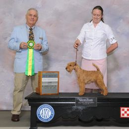 American Staffordshire Terrier and Lakeland Terrier All Grown Up from Goldmere Kennel