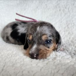 Polly - Dapple female Dachshund puppy in Anaconda, Montana from Williams Family Dachshunds