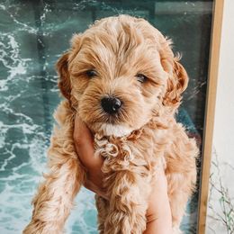 Aussiedoodle, Cockapoo, Miniature Australian Shepherd, and Poodle Puppies from Benson’s Red River Aussies