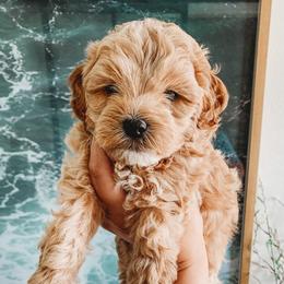 Aussiedoodle, Cockapoo, Miniature Australian Shepherd, and Poodle Puppies from Benson’s Red River Aussies