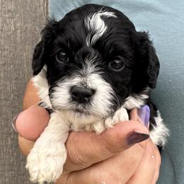 Macaroni - Black and white male Cavapoo puppy in Boardman, Ohio from Taliaferro Kennel