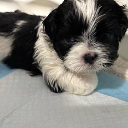 Snoopy - Black and white male Shih Tzu puppy in Springboro, Ohio from Shih Tzus of Springboro LLC.