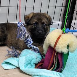 German Shepherd Puppies from Reign Land