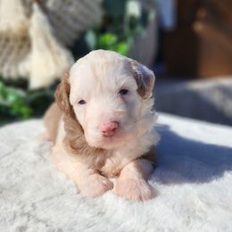 Cinderella - Brown merle female Aussiedoodle puppy in Dothan, Alabama from Farquharson's Poodles&Doodles
