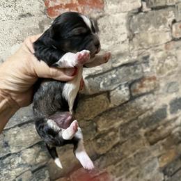 Black sable boy - Black gold and white male Shihpoo puppy in Newark, Ohio from Gemini Kennels