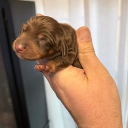 Chocolate and tan male - Chocolate and tan male Dachshund puppy in Indian Trail, North Carolina from Hilda’s Teenie Weenies