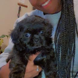 Shih Tzu Puppies from Tammy's Shihtzu Shack