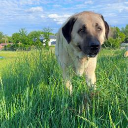 Yüsuf - Anatolian Shepherd Dog