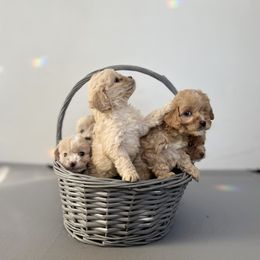 Cockapoo Puppies from East St. Poodles & Doodles