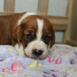 Aphrodite - Mahogany and white female Basset Hound puppy in Pflugerville, Texas from Mountain Momma Bassets