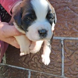 Cornbread - Brown and white male Saint Bernard puppy in Kinsman, Ohio from Coleman Saint Bernards of Ohio