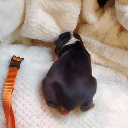Miniature Australian Shepherd Puppies from Barnyard Mini Aussies