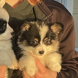 Pembroke Welsh Corgis from Lynden Corgies