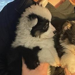 Pembroke Welsh Corgis from Lynden Corgies