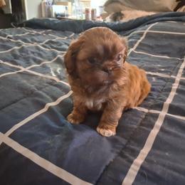 Lucy - Red female Shih Tzu puppy in Lake Worth, Florida from Shih Tzu Cottage