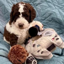 Princess Leia Organa - Parti female Poodle puppy in San Antonio, Texas from Chocolate Pet Connection