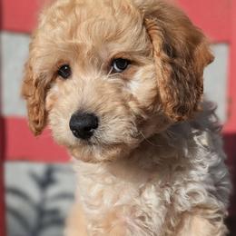 Harry - Cream male Goldendoodle puppy in Tucson, Arizona from Ever After Doodles Arizona