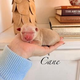 Cane - Apricot male Maltipoo puppy in Wendell, North Carolina from Teddys Teddy Bears