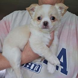 Papi - Cream and white male Chihuahua puppy in Xenia, Ohio from Moose Creek Chihuahua's
