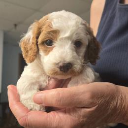 Umbreon - Blenheim male Cavapoo puppy in Conklin, Michigan from Lake Michigan Couture Cavapoos & Cockapoos