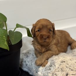 Pecan Swirl - Caramel female Australian Labradoodle puppy in Fremont, New Hampshire from Birchwood Labradoodles