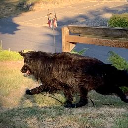 German Shepherd Puppies from Majestic Royal German Shepherd’s