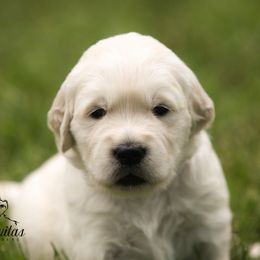 Golden Retriever Puppies from Gravitas Golden Retrievers