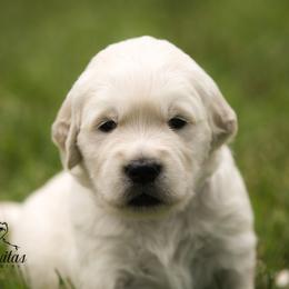 Golden Retriever Puppies from Gravitas Golden Retrievers