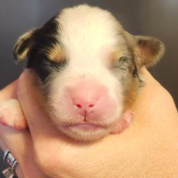 Blue merle boy 2 - Blue merle male Toy Australian Shepherd puppy in Hampton, Tennessee from TC Farms Stock Dogs - Miniature Australian Shepherds