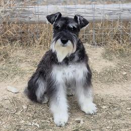 Fancy - Miniature Schnauzer