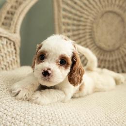 Dooney - Blenheim male Cavapoo puppy in Ashland, Kentucky from Still Waters Farm