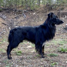 JD - Australian Shepherd
