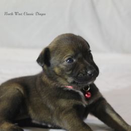 Loretta Lynn - Blue female Australian Cattle Dog puppy in Willamina, Oregon from Cherished Chihuahuas