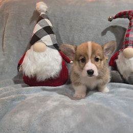 No Collar Male - Red male Pembroke Welsh Corgi puppy in Tenino, Washington from LoneStar Corgis NW