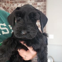 Giant Schnauzers and Miniature Schnauzers from Happy Beard Schnauzers