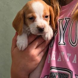 Tin Man - Lemon and white male Beagle puppy in Lake City, Florida from Sunkissed Beagles