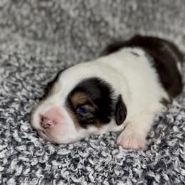 Aurora - Blue merle female Miniature Australian Shepherd puppy in Michie, Tennessee from Acton Aussies