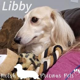 Libby - Dachshund