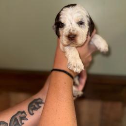 Tate - Liver white and tan male English Springer Spaniel puppy in Williston, Florida from Parks Paradise Springers