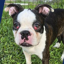Bongo Make sure to read description - Black brindle and white male Boston Terrier puppy in Brooksville, Florida from I Love Pups
