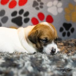 Russell Terrier Puppies from Diamond D Jacks