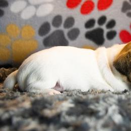 Russell Terrier Puppies from Diamond D Jacks
