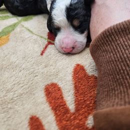 KitKat - Tri-color female Bernedoodle puppy in Lancaster, Pennsylvania from NLB Mini Bernedoodles