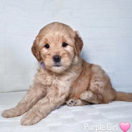 Purple Girl - Cream female Goldendoodle puppy in Rochester, New York from Sandy Creek Doodles