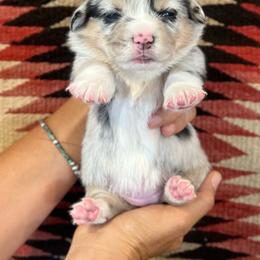 Happy - Blue merle and white female American Corgi puppy in Tome, New Mexico from Blue Diamond Welsh corgis
